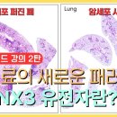 RUNX3 암억제 유전자, 암치료 패러다임의 새로운 변화 이미지