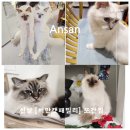 버만캣패밀리 이미지