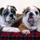 예뿐강아지 이미지