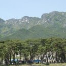 장풍숲위 이미지