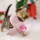 더나은펫샵 이미지