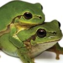 청개구리 이미지