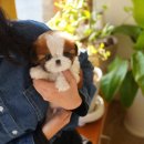 부산강아지분양 테디럽 명지본점 이미지