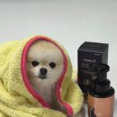 애니펫 | 성분좋은 강아지샴푸 하이포알러제닉 테스트 완료 애니더마랩 수딩 펫샴푸 사용후기