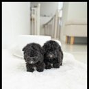 조이퍼피 강아지분양 이미지