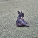 자랑하개 | 운동장이 넓은 김포 애견카페 자랑하개