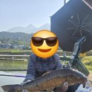 파월낚시대 70칸(12.6m) 사용기 이미지