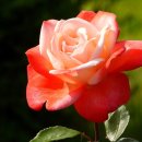 배산체육공원 이미지