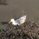 청화오리 이미지