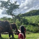 [태국] 치앙마이 현지인 코끼리 투어 강력 추천/예약 | Bamboo Elephant Family Care 후기