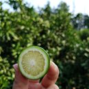 현주네농장 이미지