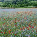 변형 새로운 코로나 조심 ♡ 이미지