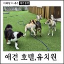 이른아침유치원 | 김포 인천 애견 호텔 유치원은 대형견 전용 애견카페 도깅