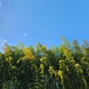 대숲속으로 이미지