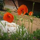 우성행정사사무소 이미지