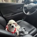 루하루펜션 | 태안 독채 애견 펜션 추천 &#34;골드독펜션&#34; 솔직 후 기