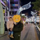 카페트리커피나무 이미지