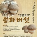 송화버섯