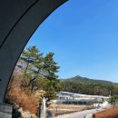 팔공산맛집 산중식당 벚꽃드라이브 동화사 스타벅스