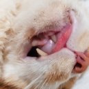 땅콩동물병원 이미지