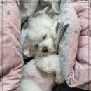 댕댕타임 이미지