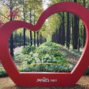 중앙로 메타세콰이아길 이미지