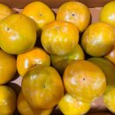 단감상회 이미지