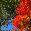 2025 설악산, 오대산 단풍 이미지