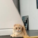 하이냥이 | 서울 구로 하이냥이｜고양이 교감 무마취 미용 후기