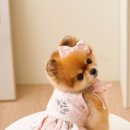 러브썸독 이미지