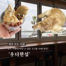 DOG&U | [제주여행] 제주 우도 카페 | 우디한섬, 우도 여행 꼭 가봐야할 카페, 오션뷰 카페, 인테리어 맛집