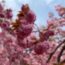 왕벚꽃식당 이미지