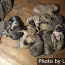 와일드캉갈 이미지