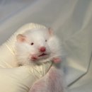 (주)폴리모프 이미지