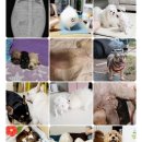 리틀파우스 이미지