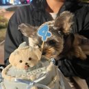 구지동물병원 | 슬개골 수술 이야기 2탄_수술당일에서 몇일 후까지 (예은동물병원)