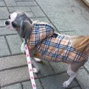 몽실하개 이미지