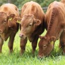 대연목장 이미지