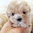 승재밀레니엄오피스텔 | 🐶 부천에서 13년째 한 자리를 지켜온, 믿을 수 있는 강아지 분양 전문샵