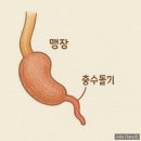 수안동물병원(출장진료전문) | 맹장염 수술 후기 충수돌기염 초기증상