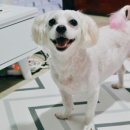 초롱이네 이미지