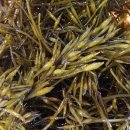 둥지밥상 | 톳 효능｜좋은 톳 고르는 법과 레시피｜대전 맛집 '둥지톳밥' 솔직 후기