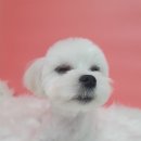 동물미용업 영업등록신청 이미지