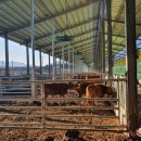 행복양계장 이미지