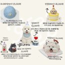 아롱이네 | 강남 강아지케이크 왈랑에서 아롱이 여름 파티 케이크 제작 후기