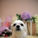 (주)강아유 이미지