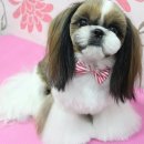 하나 동물병원 이미지