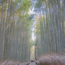 세계에서 가장 신비한 숲을 사진으로 보여주는 신간 책 "숲(Forests)" 출판 이미지