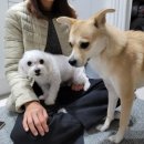 복터진 강아지 이미지