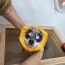 황실 애견미용 살롱 이미지